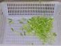 Cortadora de verduras multifuncional (doble cabezal), DQC101